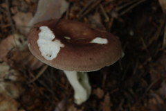 Fungi