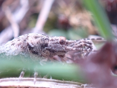 Machilis fuscistylis