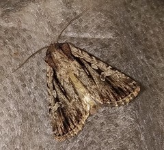 Dichagyris signifera