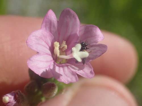 Image of Epilobium oreganum by no rights reserved