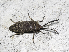 Eulichas