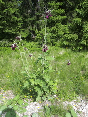 Cirsium greimleri