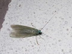 Polymorphanisus astictus