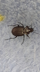 Licinus