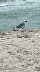 Leucophaeus atricilla