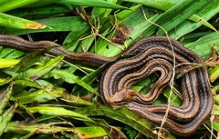 Elaphe quadrivirgata