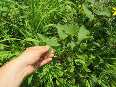 Silphium asperrimum