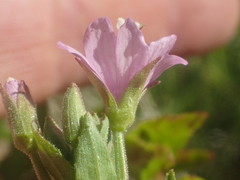 Epilobium oreganum