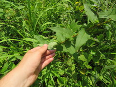 Silphium asperrimum