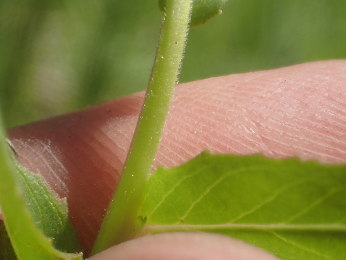 Image of Epilobium oreganum by no rights reserved