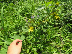 Silphium asperrimum