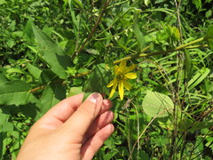 Silphium asperrimum