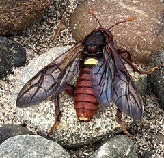 Cimbex pacificus