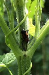 Rhodobaenus quinquepunctatus