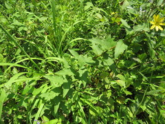 Silphium asperrimum