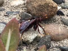 Cimbex pacificus