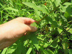 Silphium asperrimum