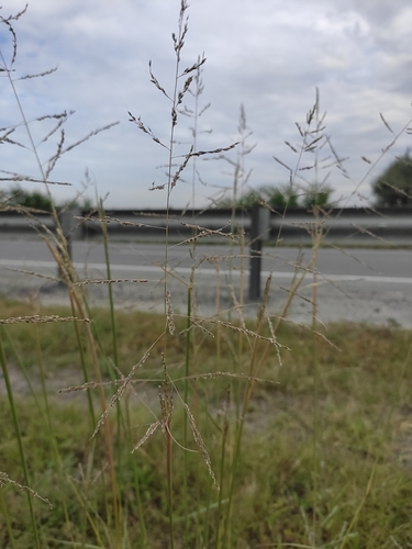 sand dropseed (Sporobolus cryptandrus)