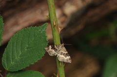Epirrhoini