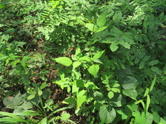 Desmodium cuspidatum