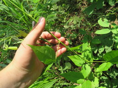 Desmodium cuspidatum