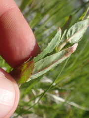 Epilobium oreganum