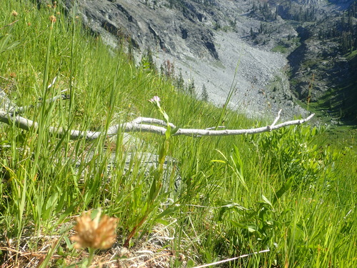 Image of Epilobium oreganum by no rights reserved
