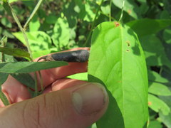 Desmodium cuspidatum