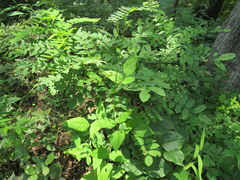 Desmodium cuspidatum