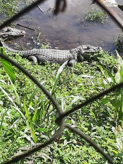 Caiman