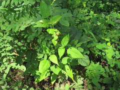 Desmodium cuspidatum
