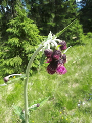 Cirsium greimleri