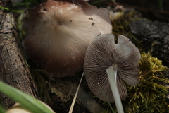 Fungi