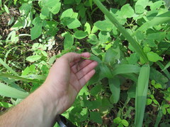 Silphium asperrimum