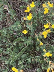 Lotus corniculatus