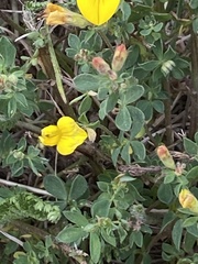 Lotus corniculatus