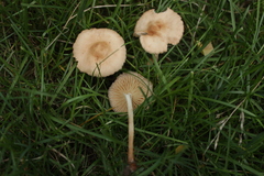 Fungi