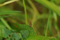 Opomyza petrei