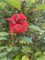 Hibiscus × archeri