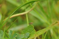 Opomyza petrei