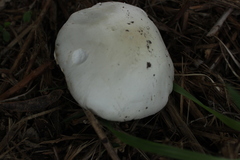 Agaricus