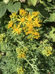 Jacobaea vulgaris