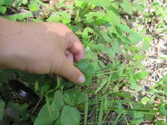 Hylodesmum pauciflorum