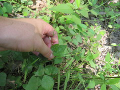 Hylodesmum pauciflorum