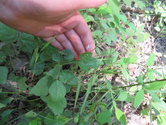 Hylodesmum pauciflorum