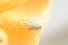 Zelotherses paleana