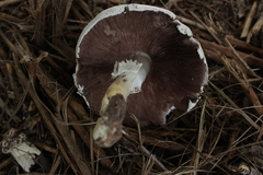 Agaricus