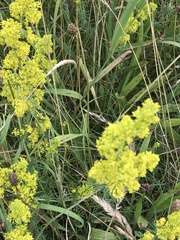 Galium verum