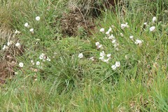 Silene uniflora