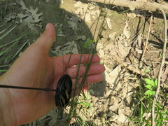 Juncus coriaceus